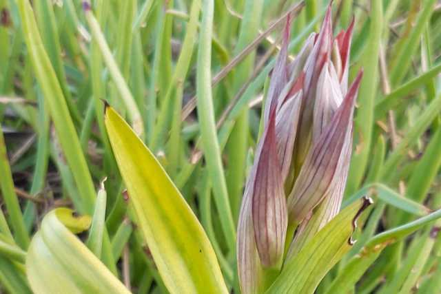 Rinvenuta in Salento un'orchidea sinora sconosciuta: � la rosea "Serapias ausoniae"